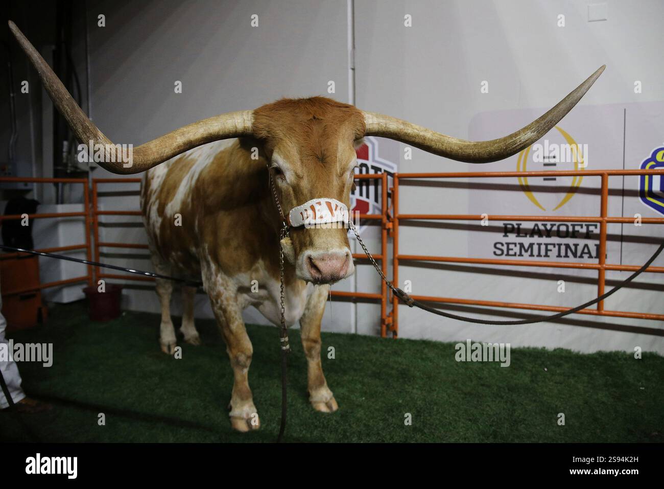 Texas Longhorns mascot "Bevo" stands in a pen during the Cotton Bowl