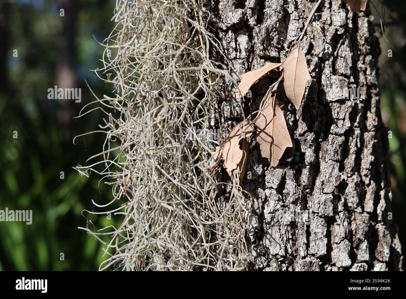 Old man's beard epiphyte lichen growing on tree Stock Photo