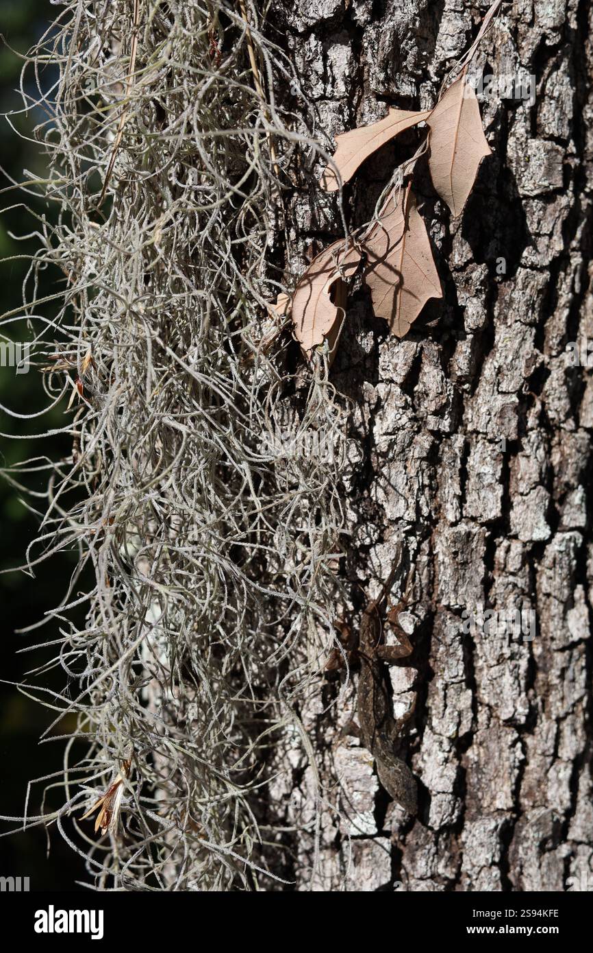 Old man's beard epiphyte lichen growing on tree vertical image Stock Photo