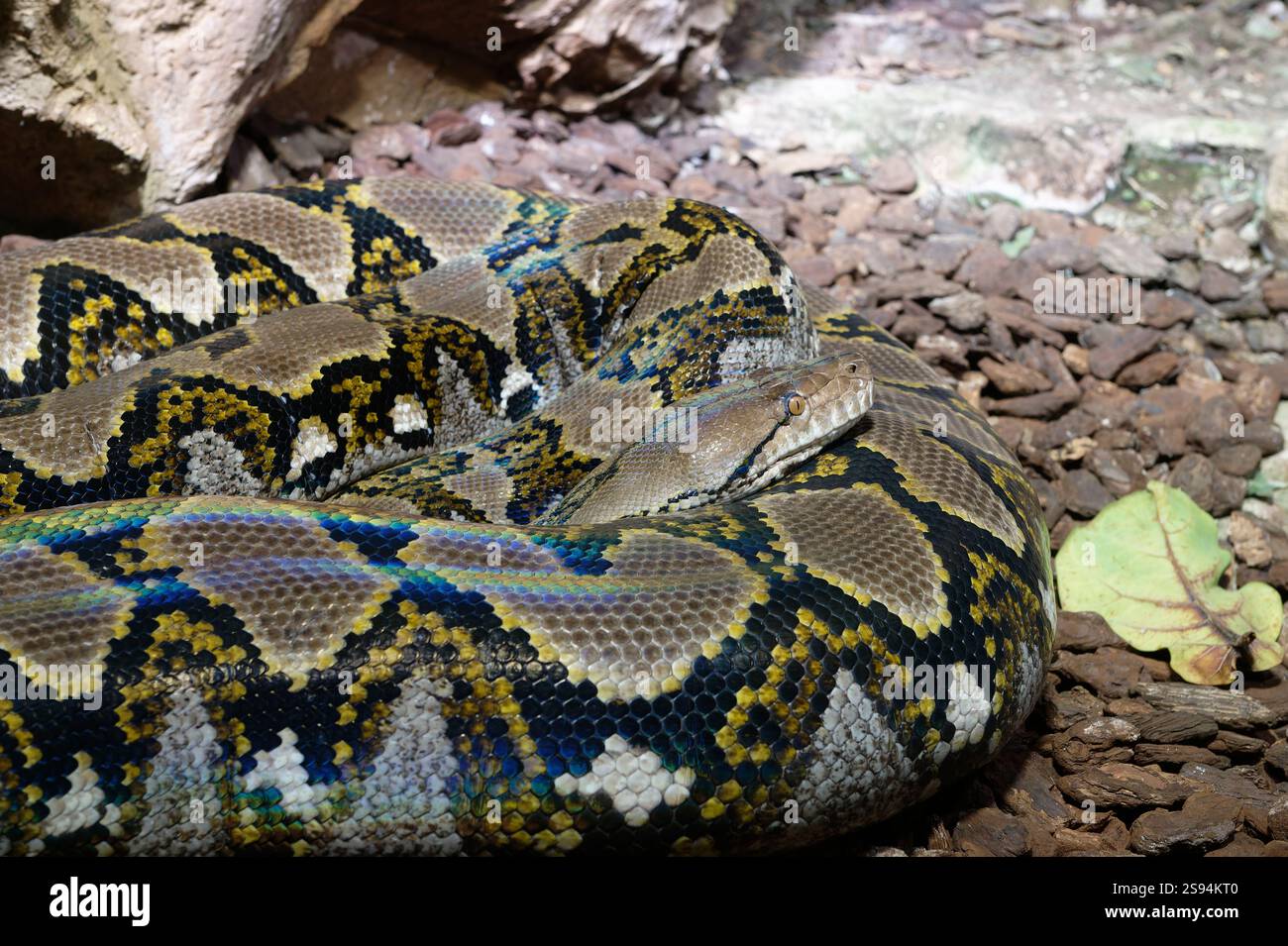 Vienna, Austria. House of the Sea. Reticulated Python (Python ...