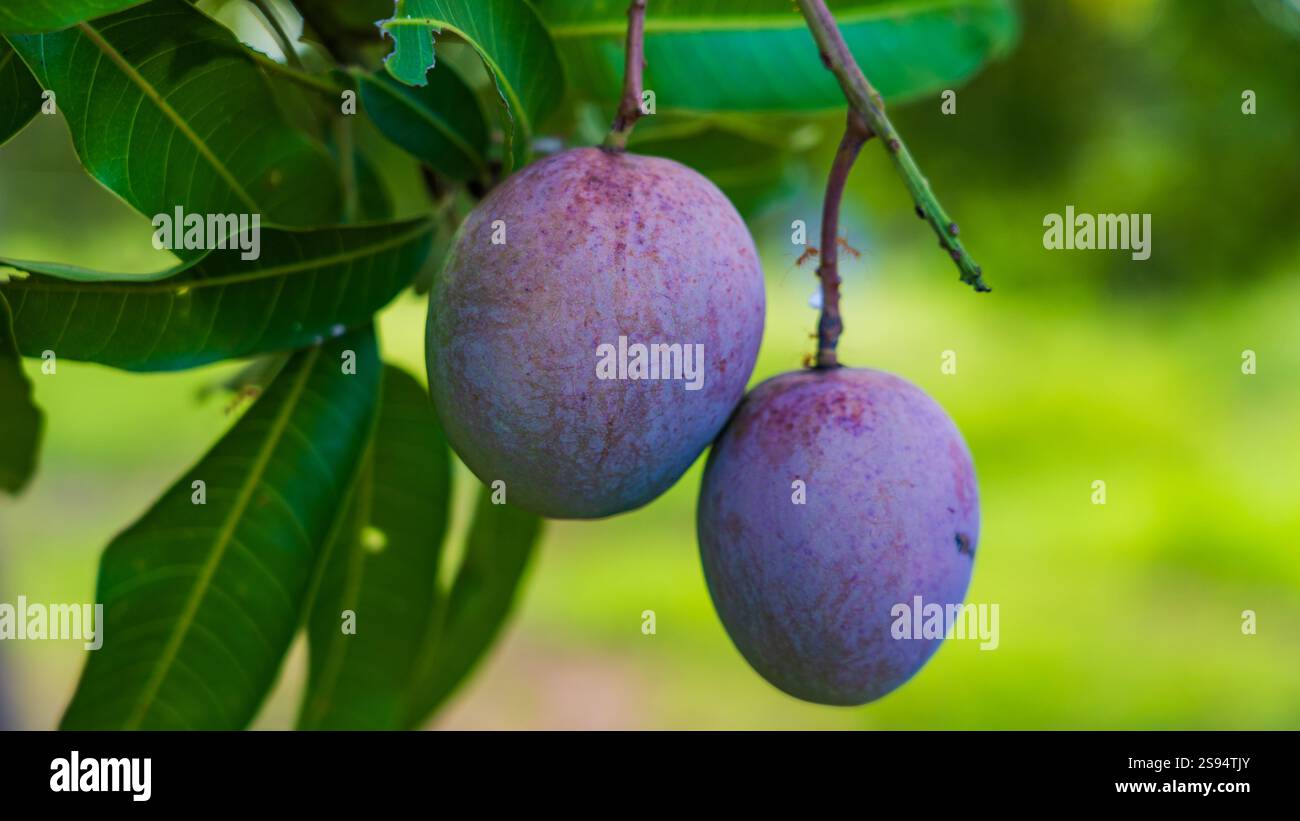 vilad mango fruit. fresh mango fruit in sri lanka Stock Photo - Alamy