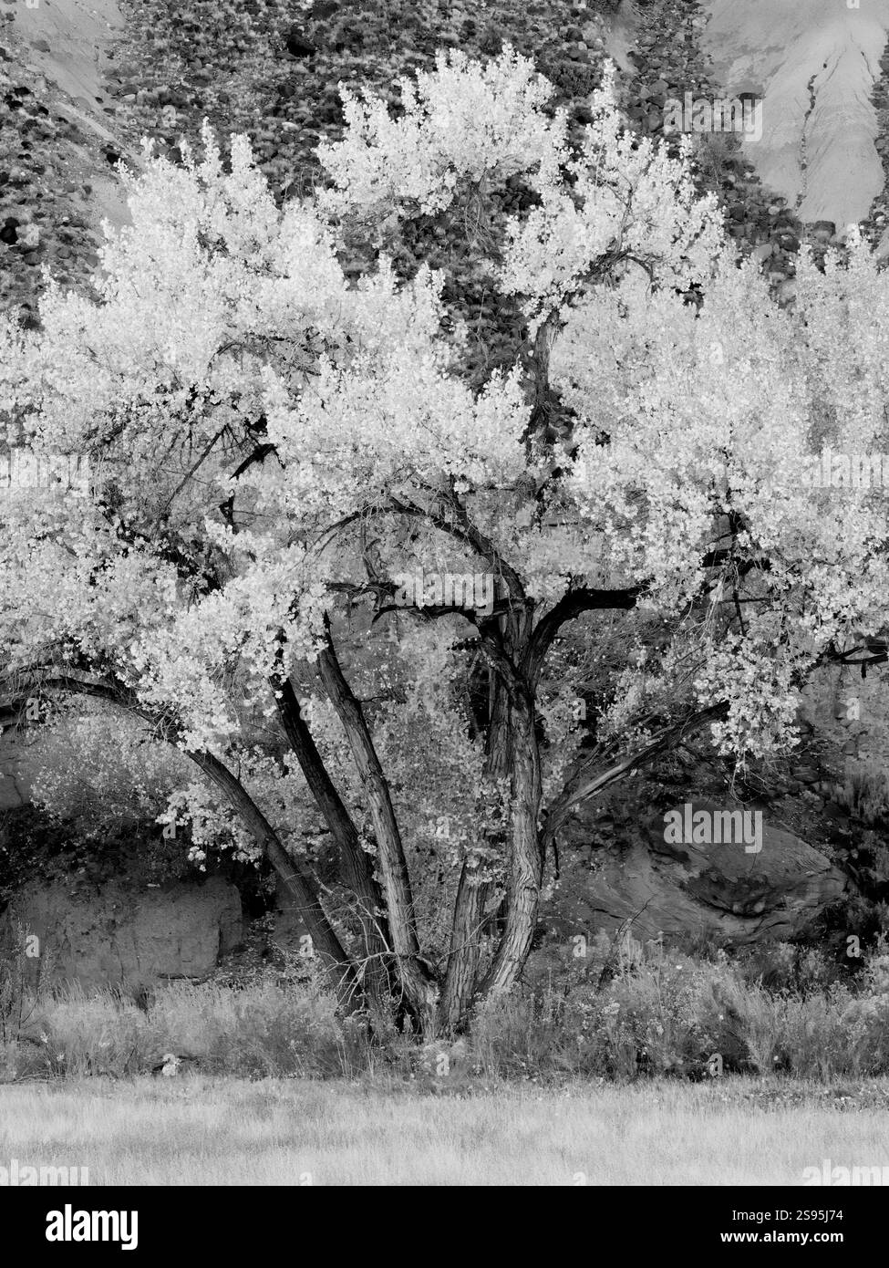 Cottonwood Black and White Stock Photos & Images - Alamy