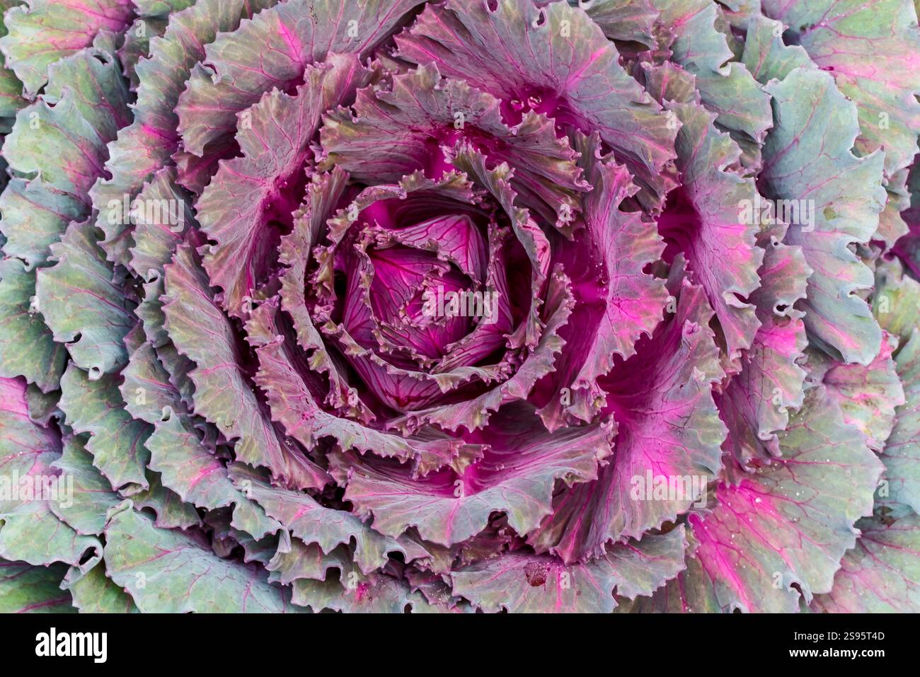 USA, Washington State, Sammamish. Ornamental kale cabbage Stock Photo