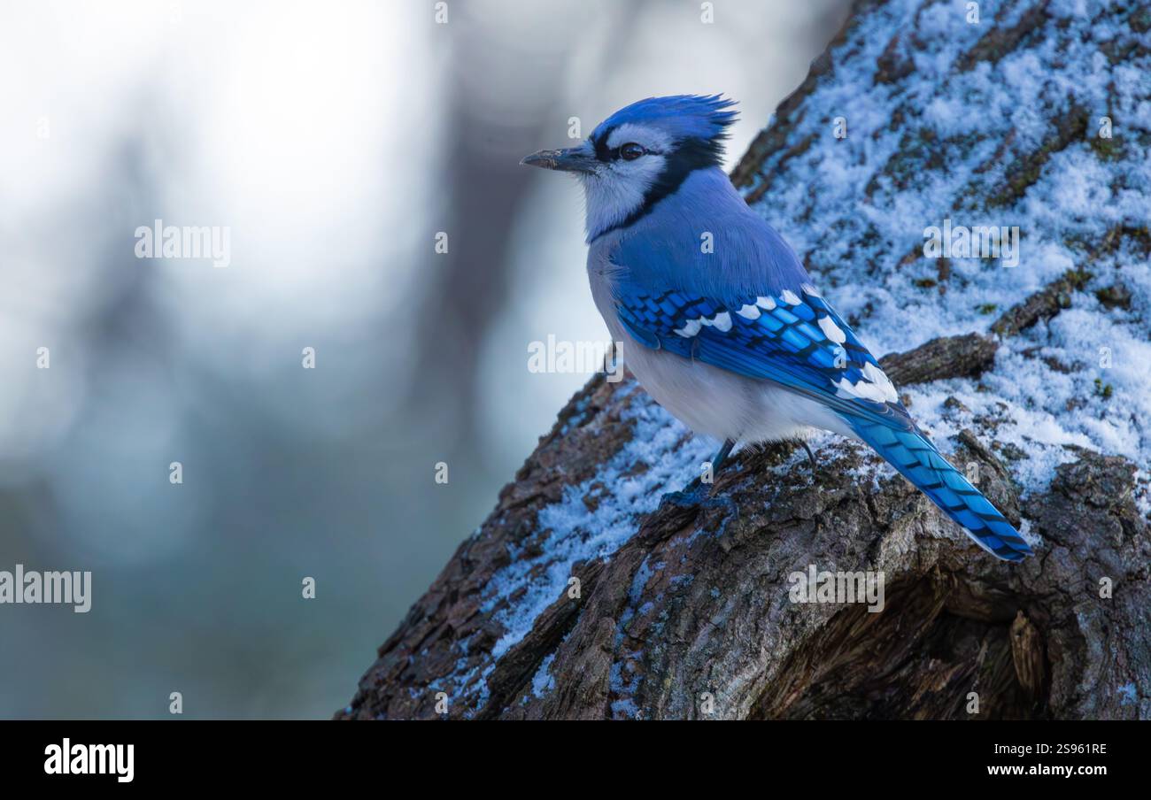 Blue jay bird on a tree trunk in winter, New Jersey, USA. Stock Photo