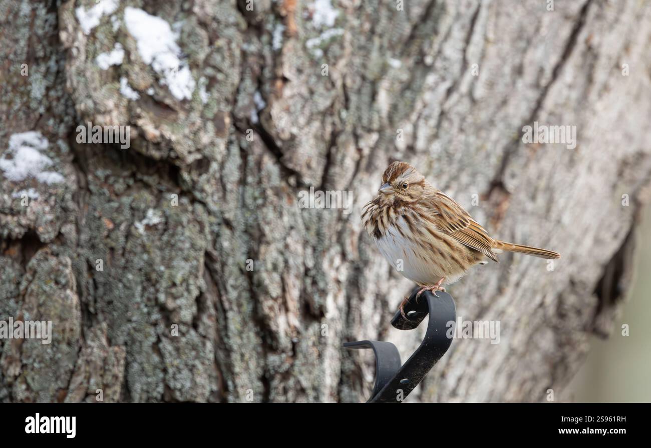 Song sparrow in winter, New Jersey, USA. Stock Photo