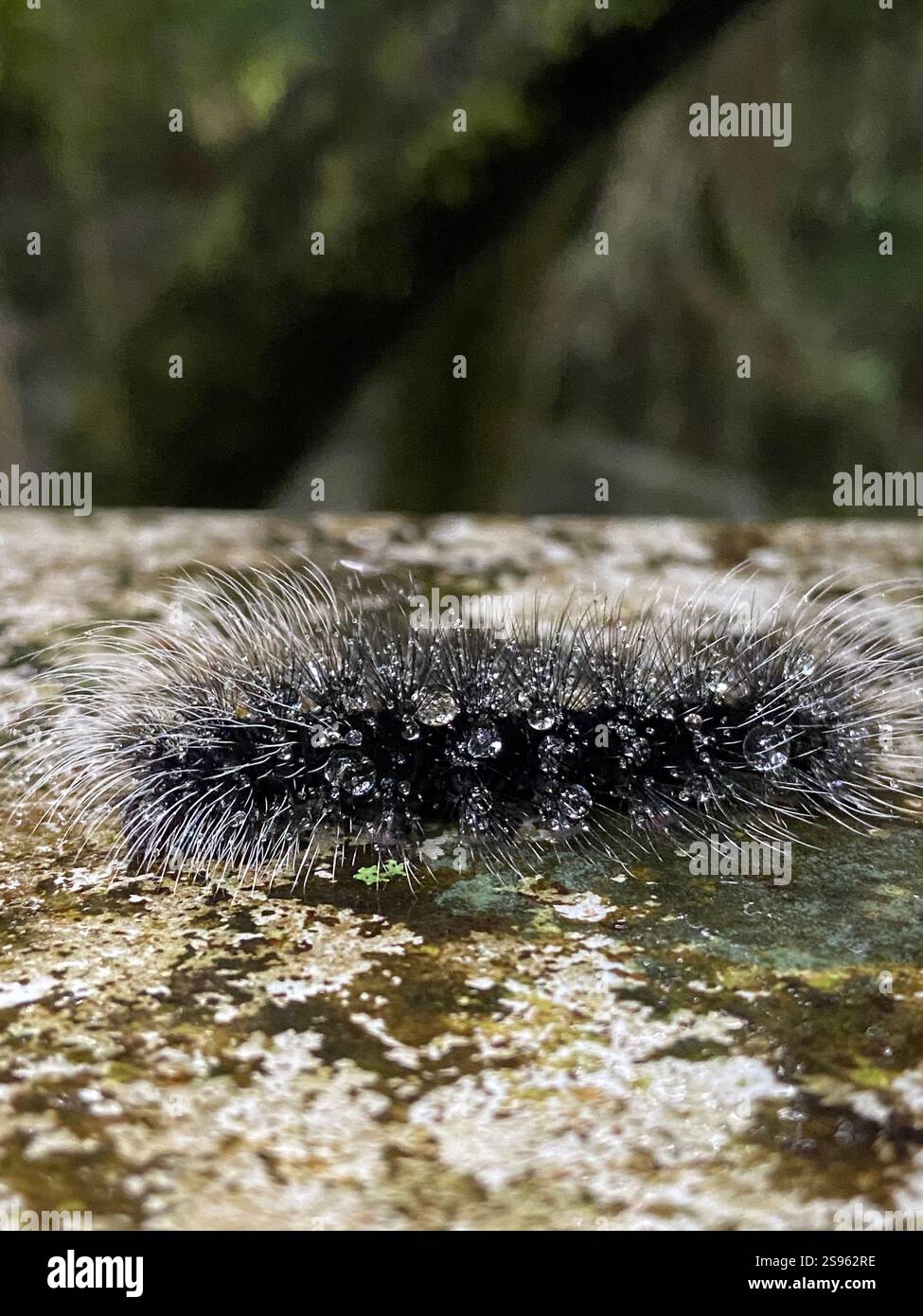 Dew drop by! - Smartphone Captured Stock Image