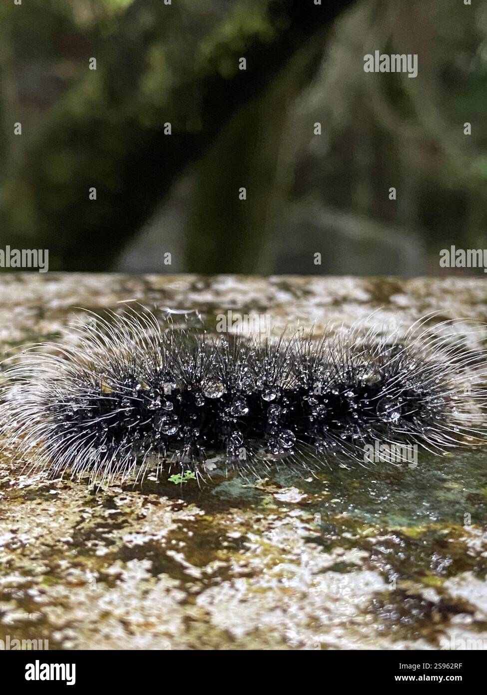 Dew drop by! - Smartphone Captured Stock Image