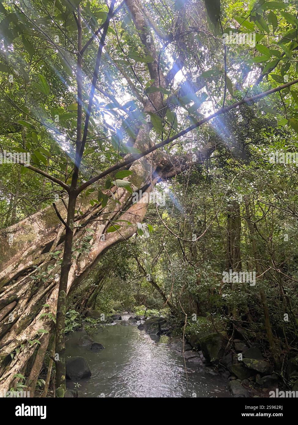 Surene silence in the jungles past. - Smartphone Captured Stock Image