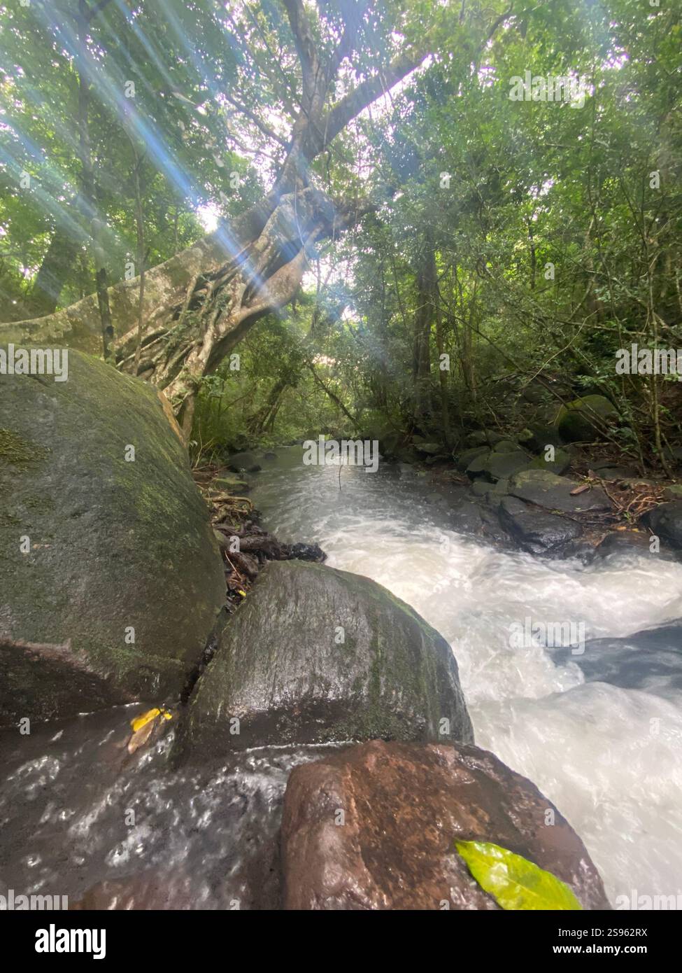 Surene silence in the jungles past. - Smartphone Captured Stock Image