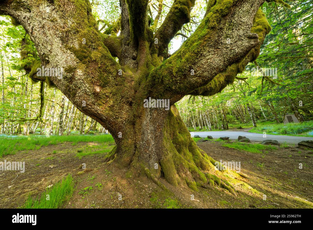 Bigleaf maple tree hi-res stock photography and images - Alamy