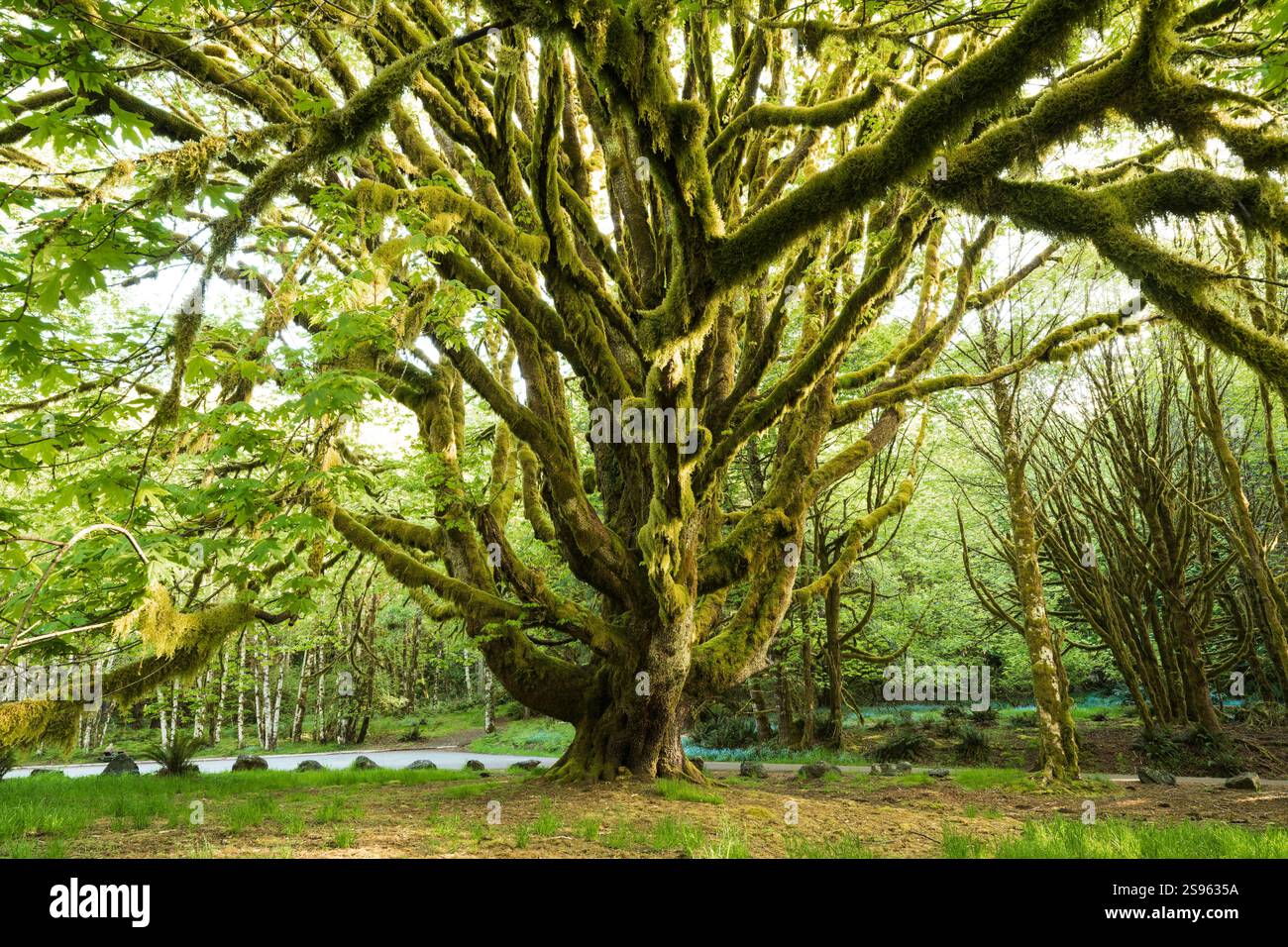 Bigleaf maple tree hi-res stock photography and images - Alamy