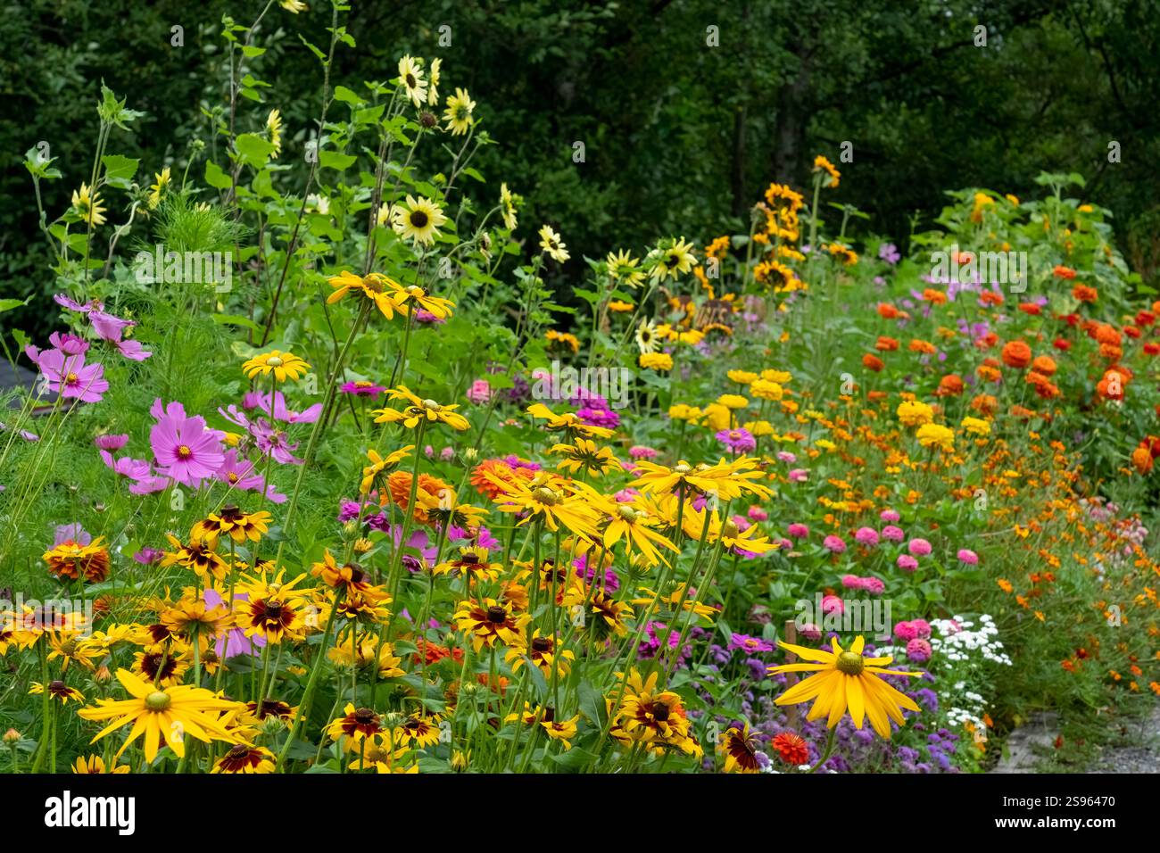 Zinnias cosmos hi-res stock photography and images - Alamy