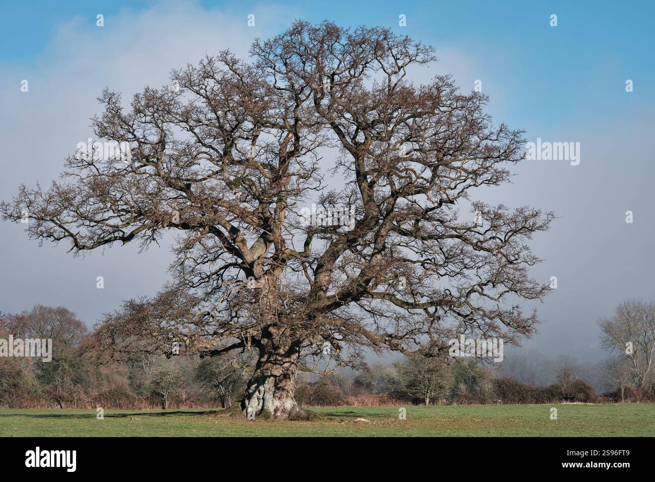 Leafless oak hi-res stock photography and images - Alamy