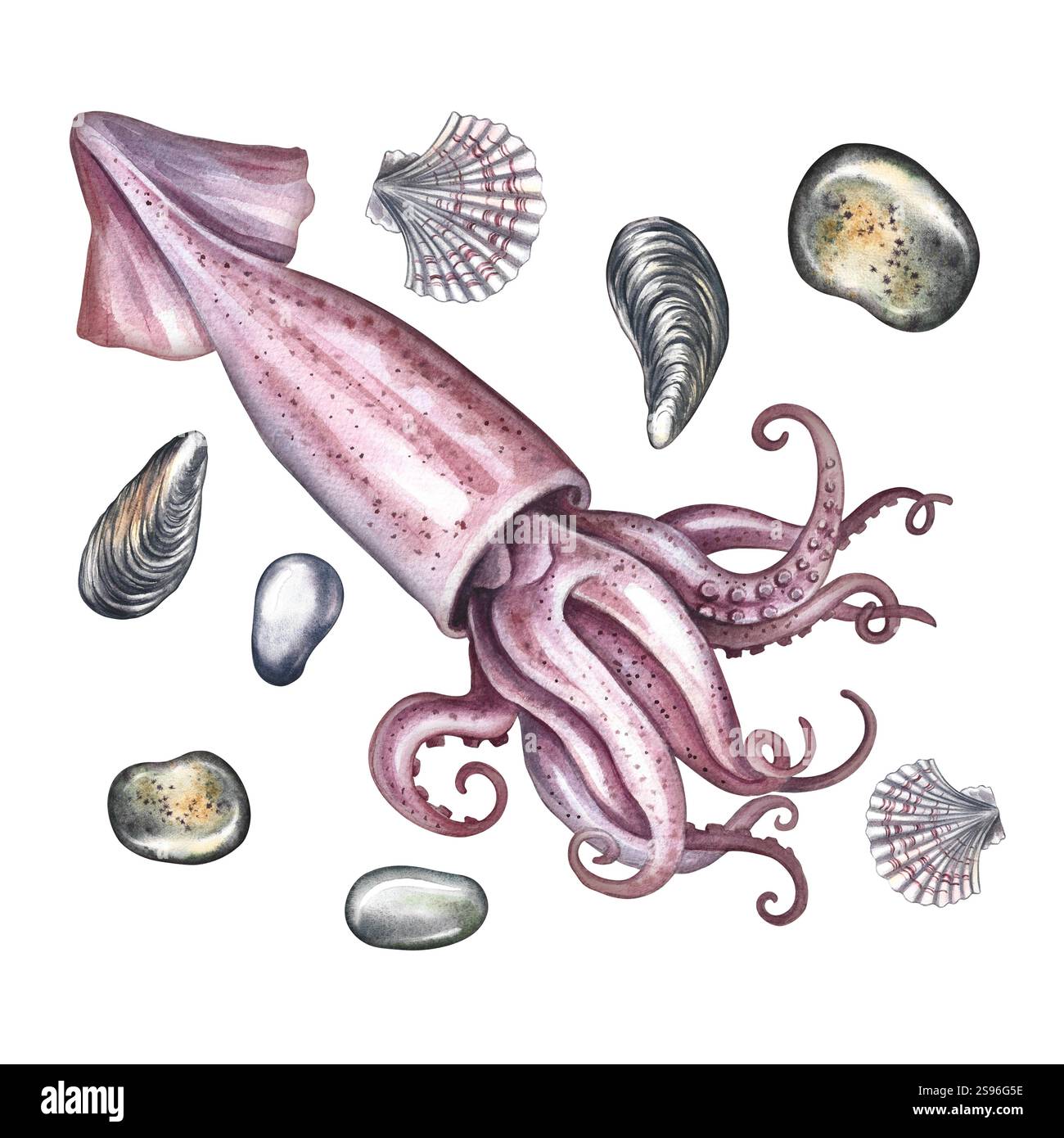 Hand drawn marine organism hi-res stock photography and images - Alamy