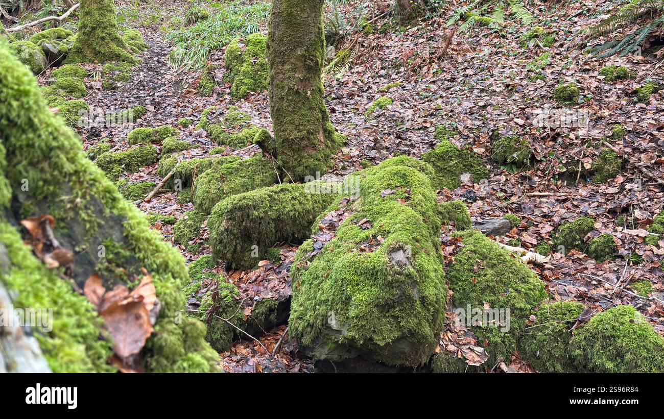 Moss covered stones deep in the woods. Dank undergrowth and ancient trees. Scottish woodland scene and landscape - Smartphone Captured Stock Image