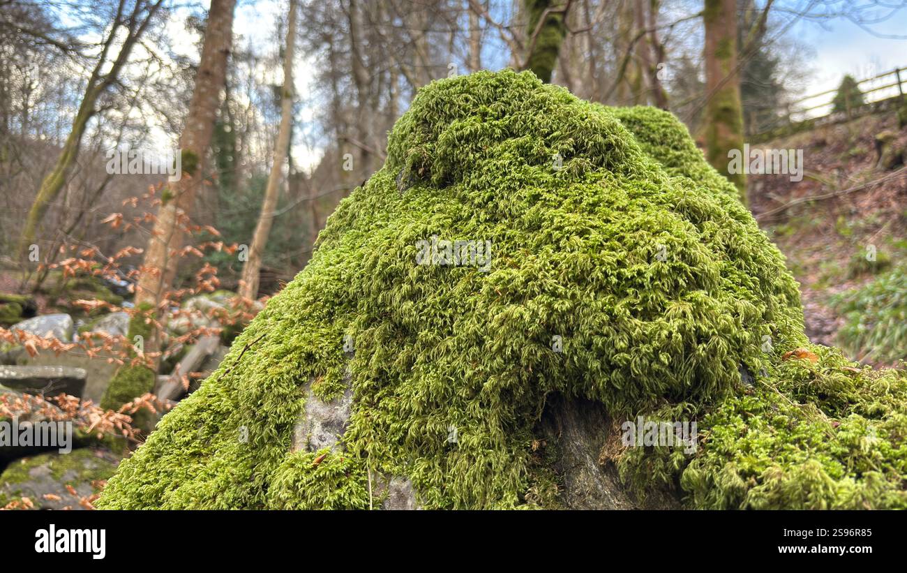Moss covered stones deep in the woods. Dank undergrowth and ancient trees. Scottish woodland scene and landscape - Smartphone Captured Stock Image