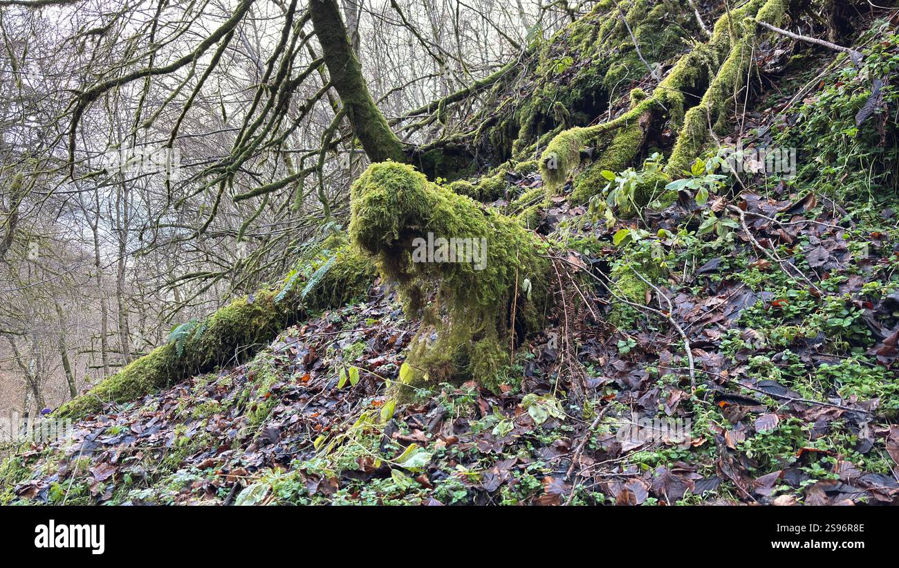 Unusual wooden log covered in moss in the dark woods. Natural undergrowth and decay. Weird looking woodlands. - Smartphone Captured Stock Image