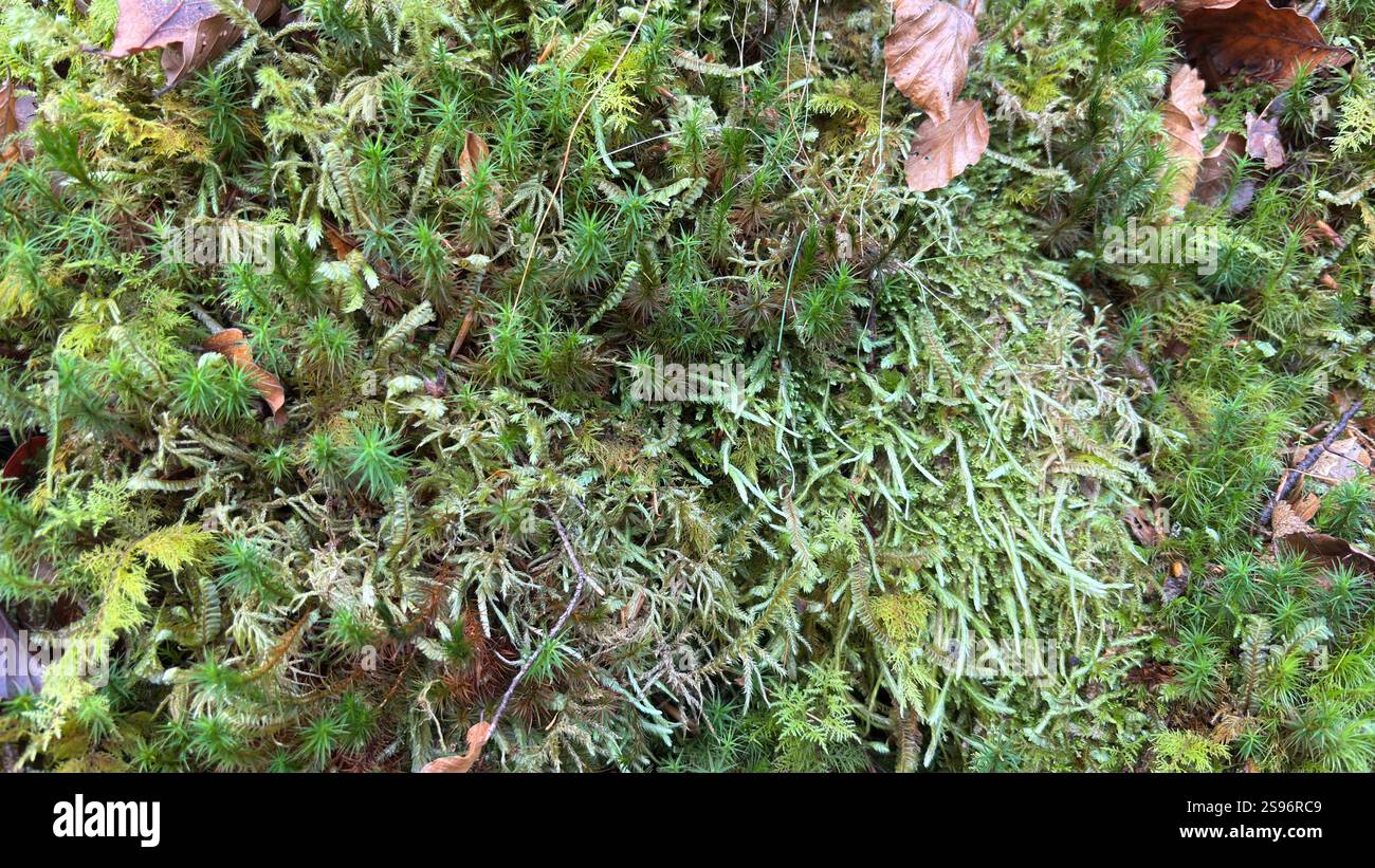 Close up view of natural green moss growing in the forrest in Scotland - Smartphone Captured Stock Image