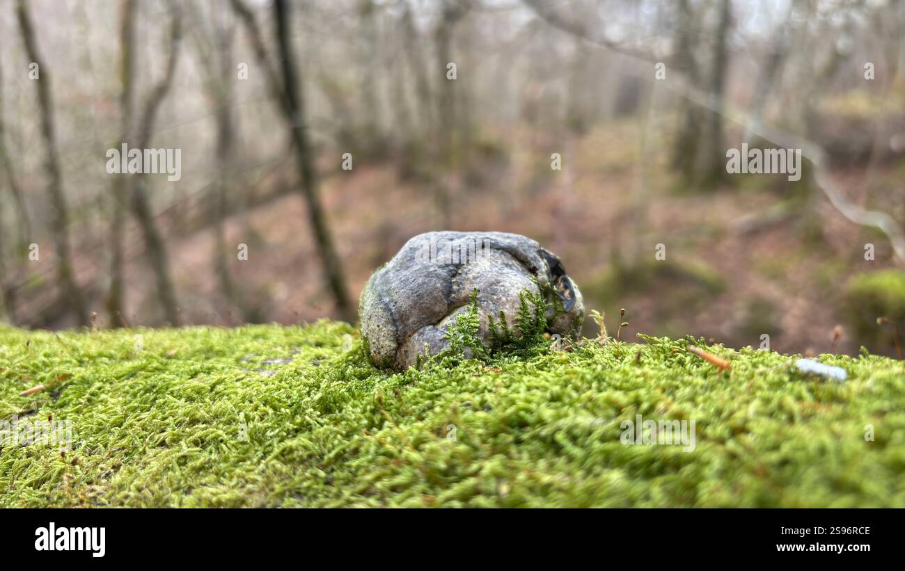 Old twisted wood bark with interesting texture and shapes. Natural tree close up - Smartphone Captured Stock Image