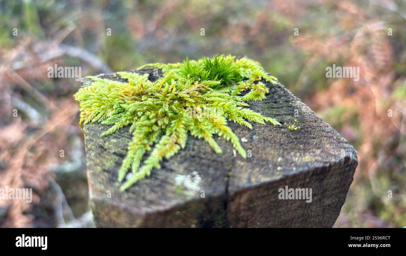 Beautiful natural moss growing on the top of an old fence post in the forrest. Macro close up. Plants and undergrowth. Nature - Smartphone Captured Stock Image