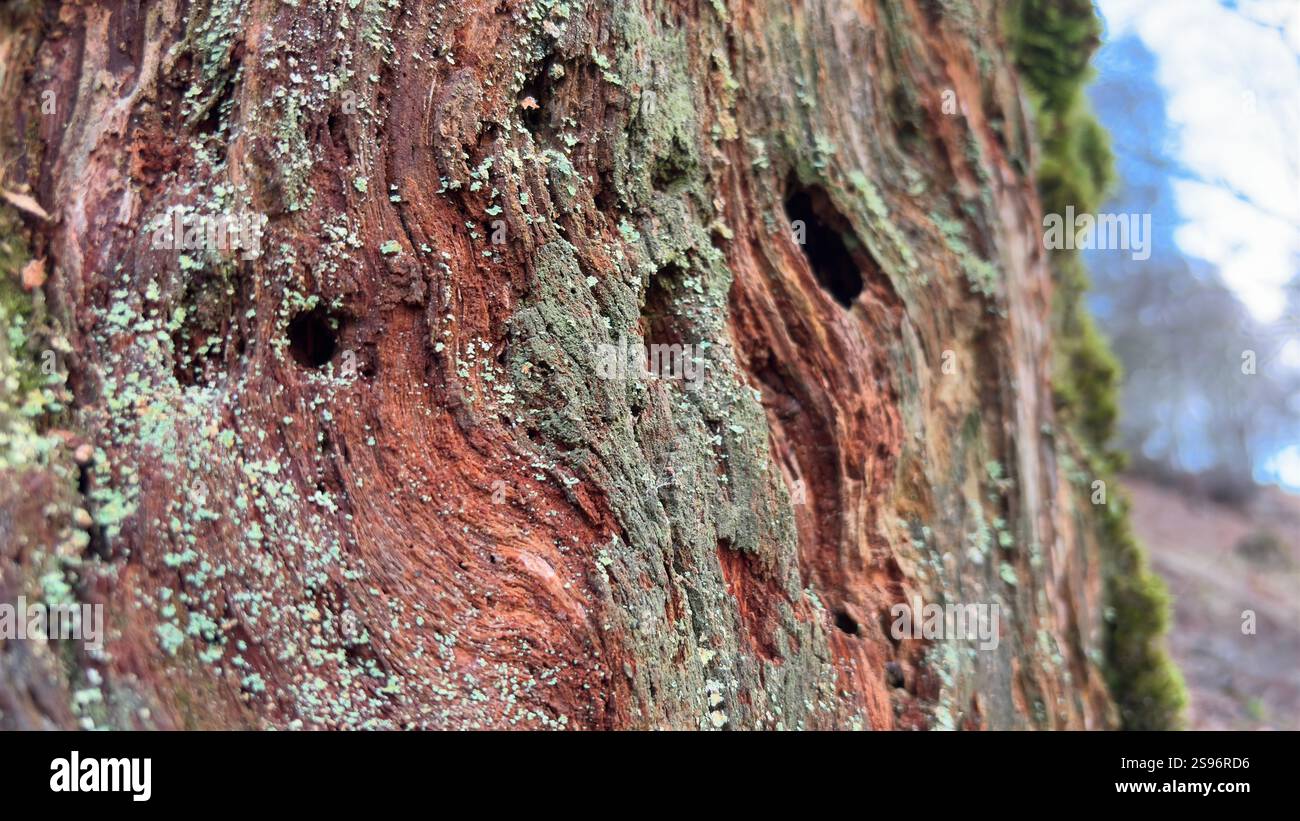 Old twisted wood bark with interesting texture and shapes. Natural tree close up - Smartphone Captured Stock Image