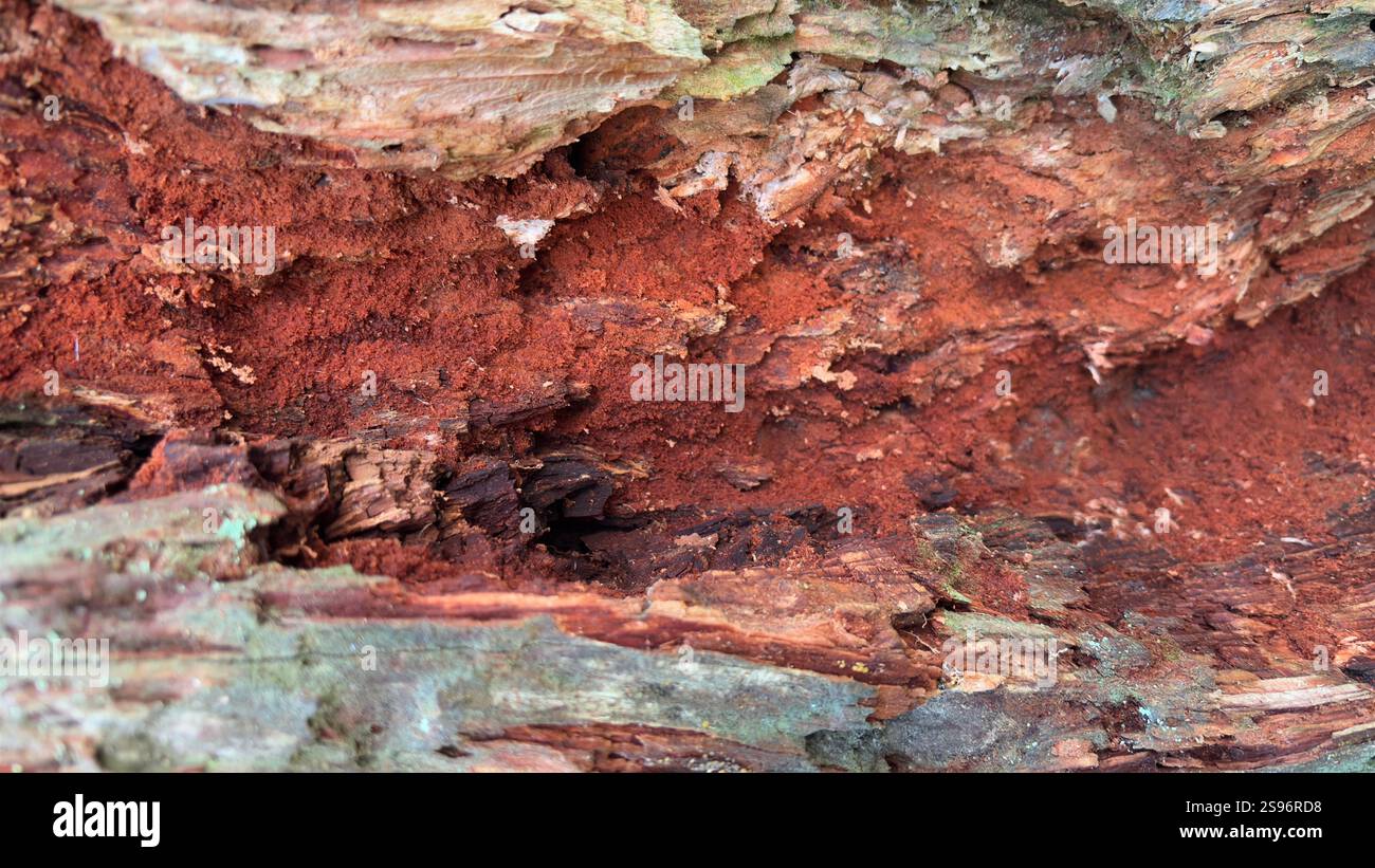 Rust coloured old rotting back and tree deep in the forest with unusual shapes and textures - Smartphone Captured Stock Image