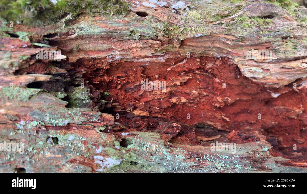 Rust coloured old rotting back and tree deep in the forest with unusual shapes and textures - Smartphone Captured Stock Image