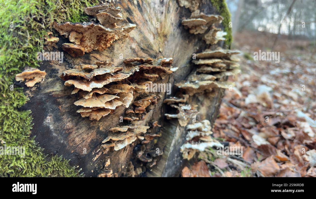 Ancient old fallen tree with fungus growing out of it. Natural decay. Close up deep in the forest. - Smartphone Captured Stock Image