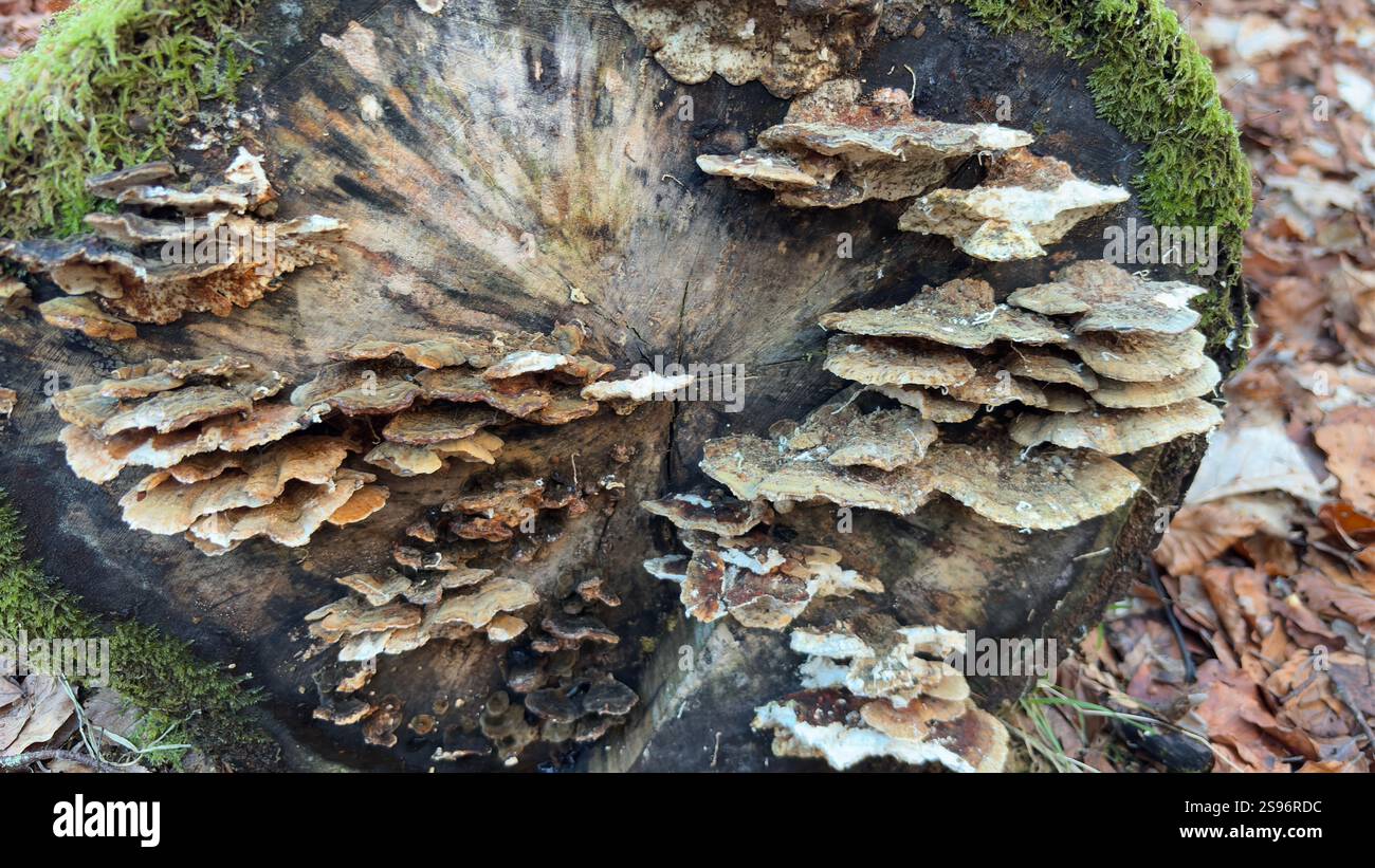 Ancient old fallen tree with fungus growing out of it. Natural decay. Close up deep in the forest. - Smartphone Captured Stock Image