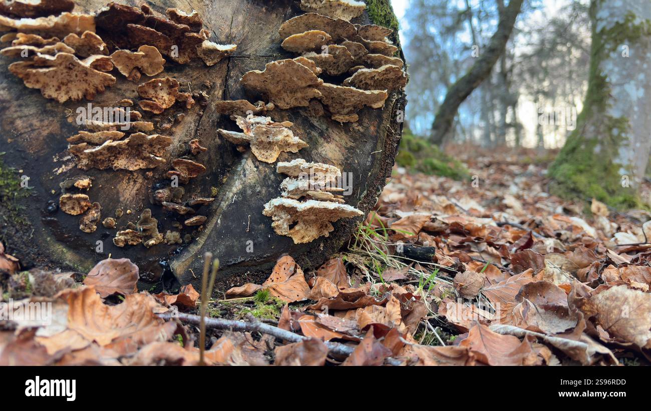 Ancient old fallen tree with fungus growing out of it. Natural decay. Close up deep in the forest. - Smartphone Captured Stock Image
