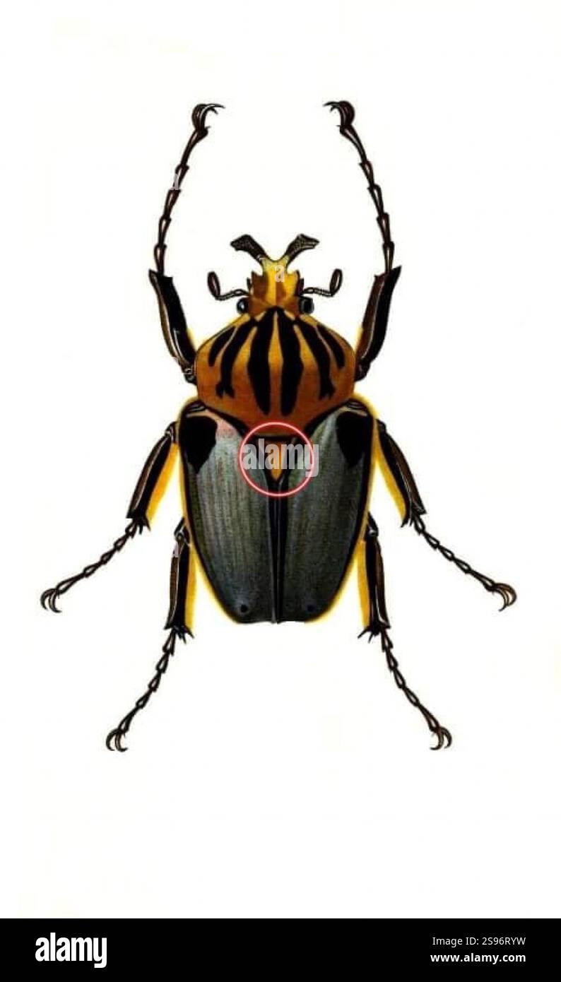 Goliathus cacicus hi-res stock photography and images - Alamy