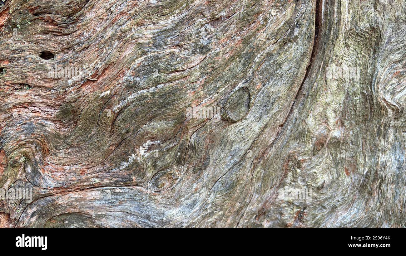 Old twisted wood bark with interesting texture and shapes. Natural tree close up - Smartphone Captured Stock Image