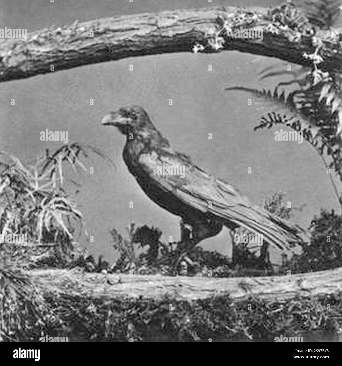 Grip the raven, taxidermied Stock Photo - Alamy