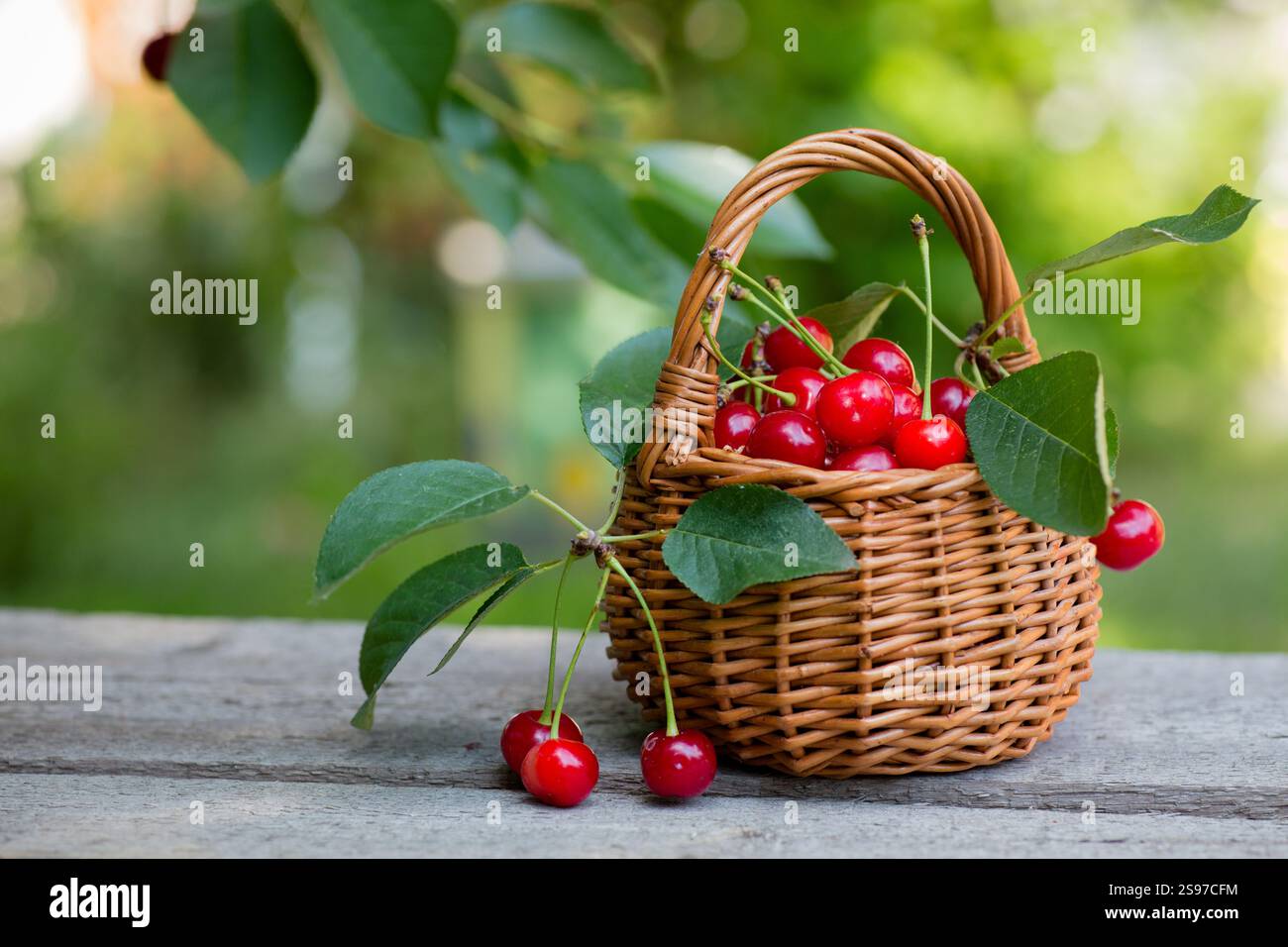 Wicker basket full of red ripe cherry berries on garden wooden table ...
