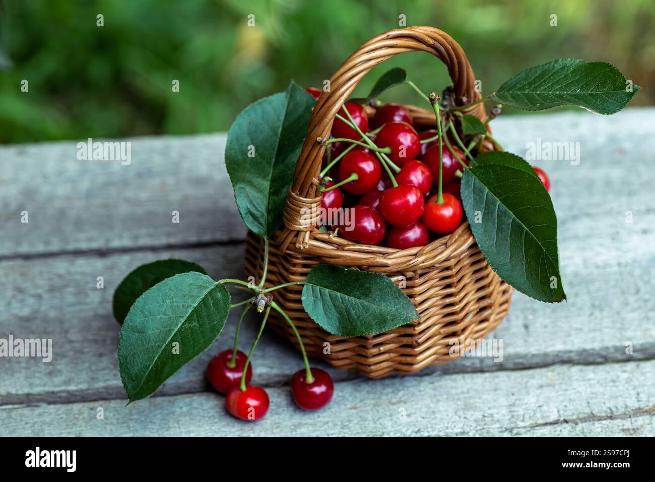 Wicker basket full of red ripe cherry berries on garden wooden table ...