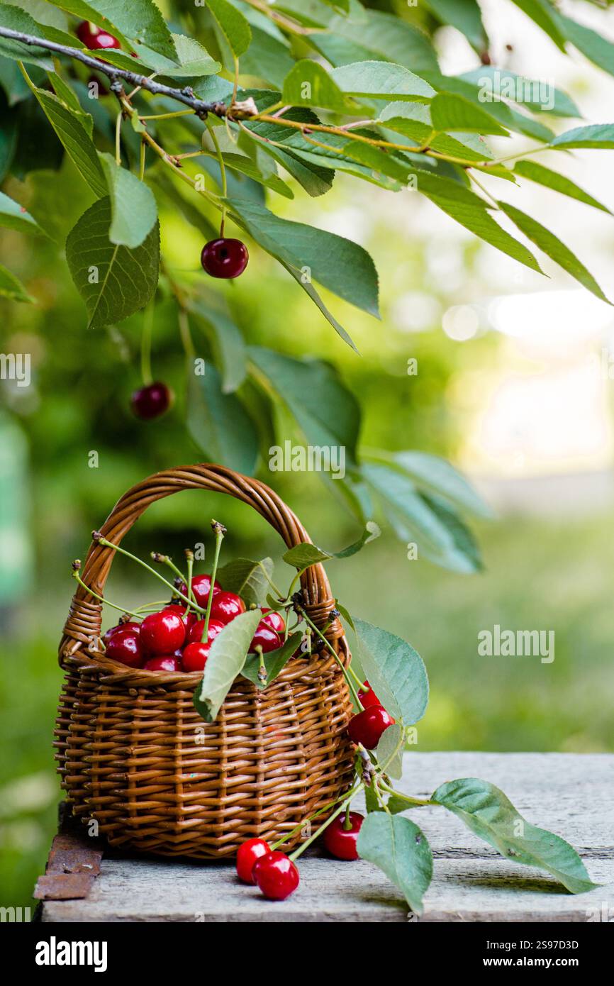 Wicker basket full of red ripe cherry berries on garden wooden table ...