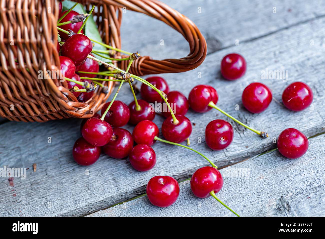 Wicker basket full of red ripe cherry berries on garden wooden table ...