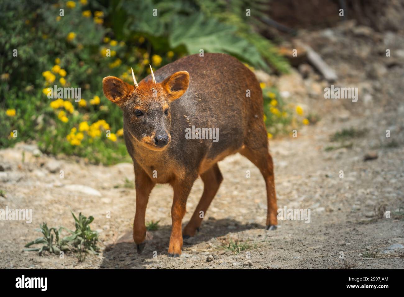 Pudu, South American deer at Chiloe Island, Chile Stock Photo - Alamy