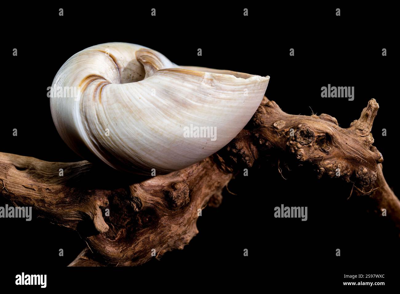 Close-up of a Polymita picta shell, also known as the Cuban painted ...