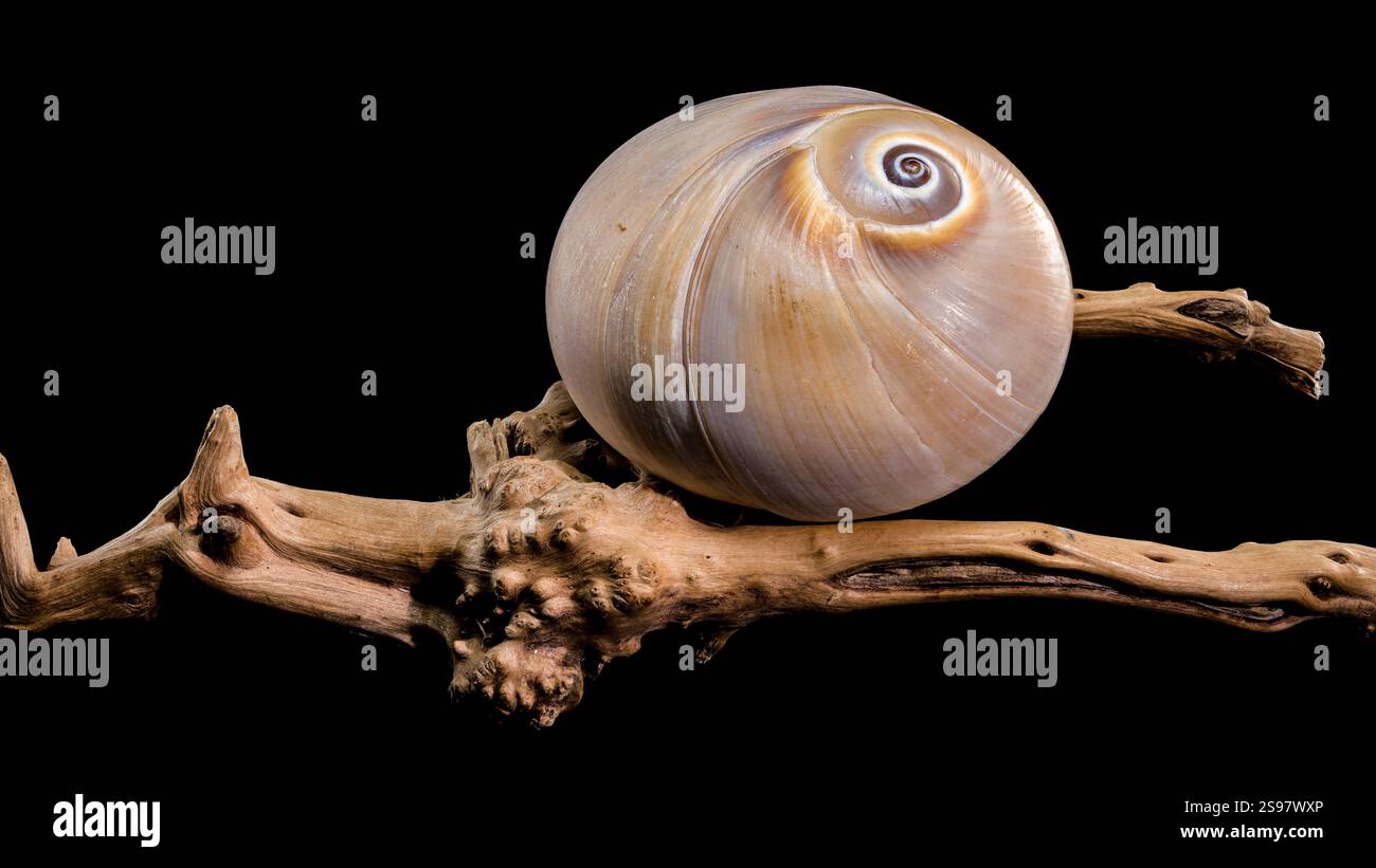 Close-up of a Polymita picta shell, also known as the Cuban painted ...