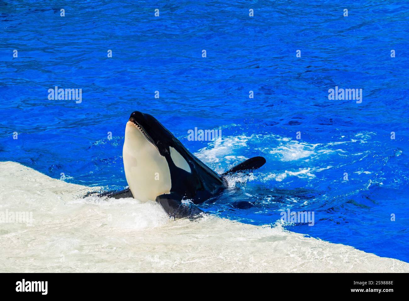 A large whale is in the water with its head up. The water is blue and ...