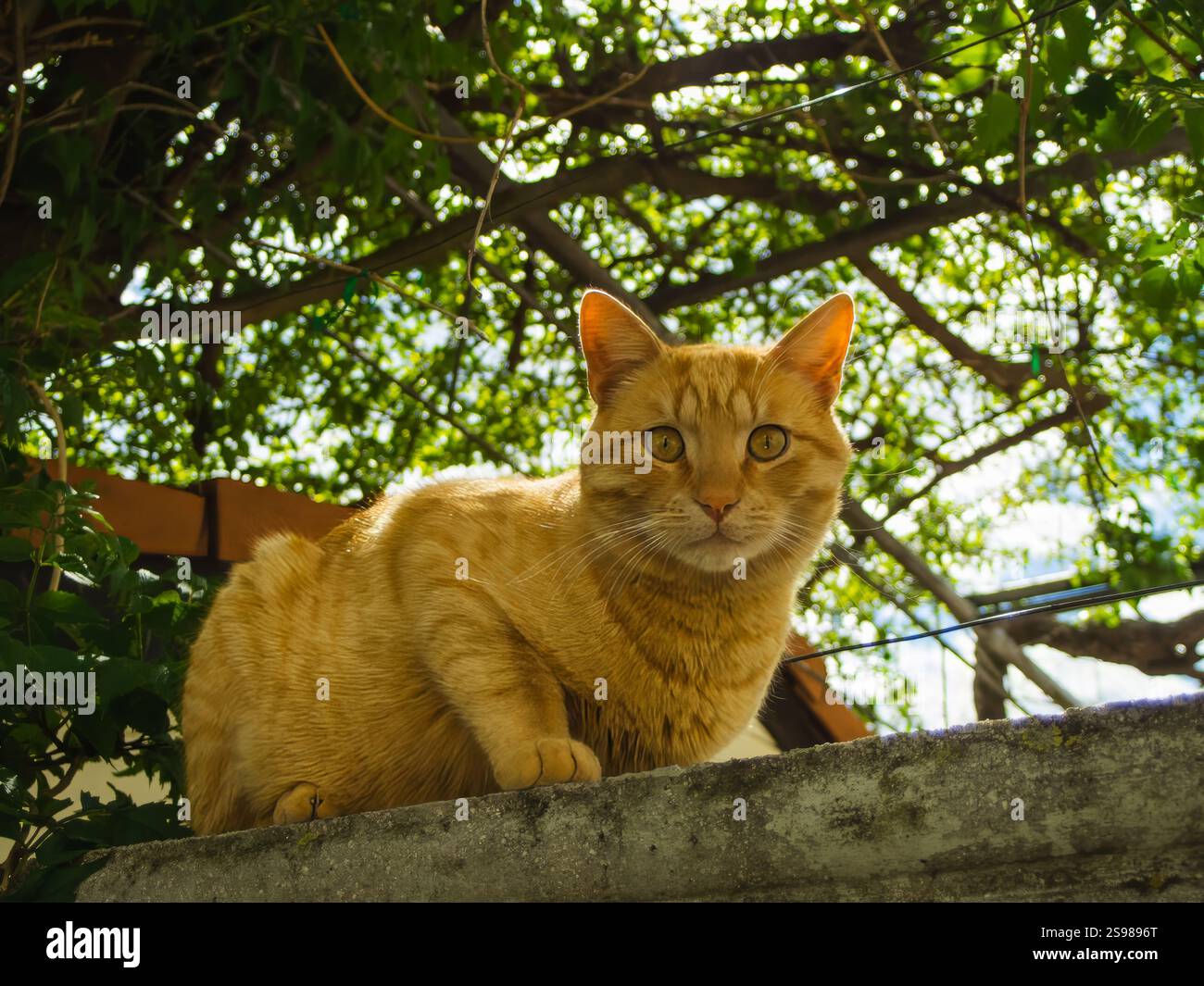 Ginger Cat Relaxing on Garden Wall Stock Photo