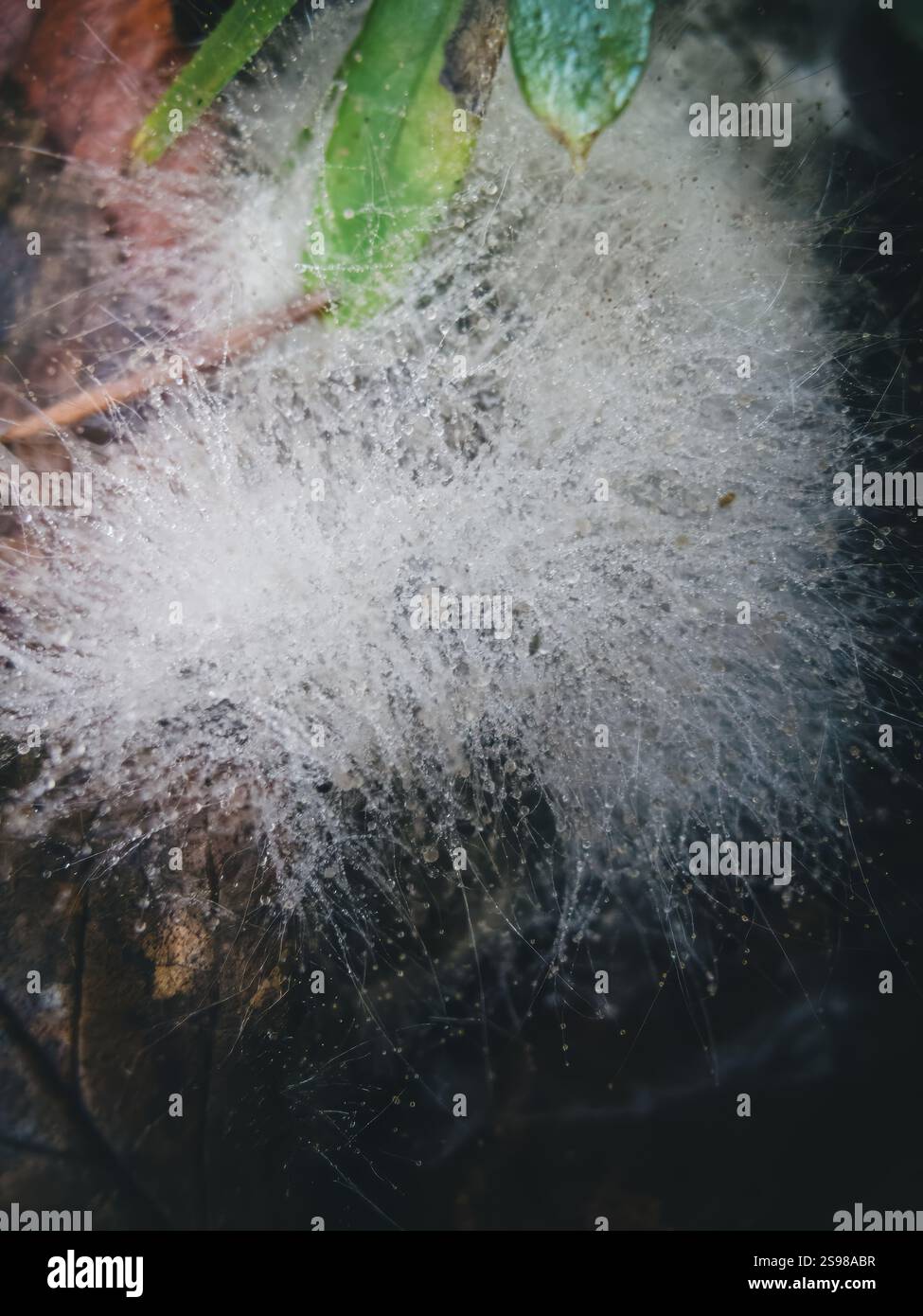 Fungal growth patterns hi-res stock photography and images - Alamy