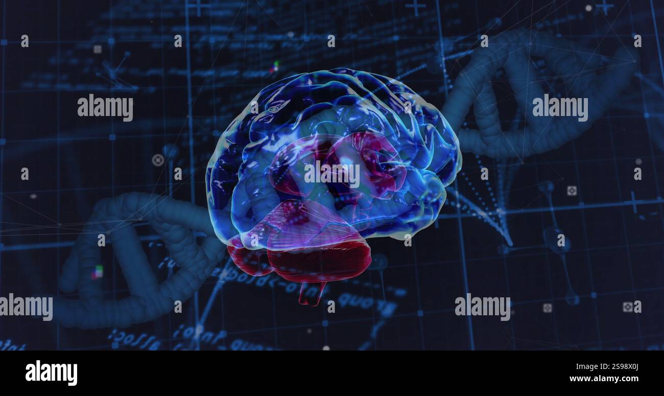 Image of data processing over dna strand and brain Stock Photo