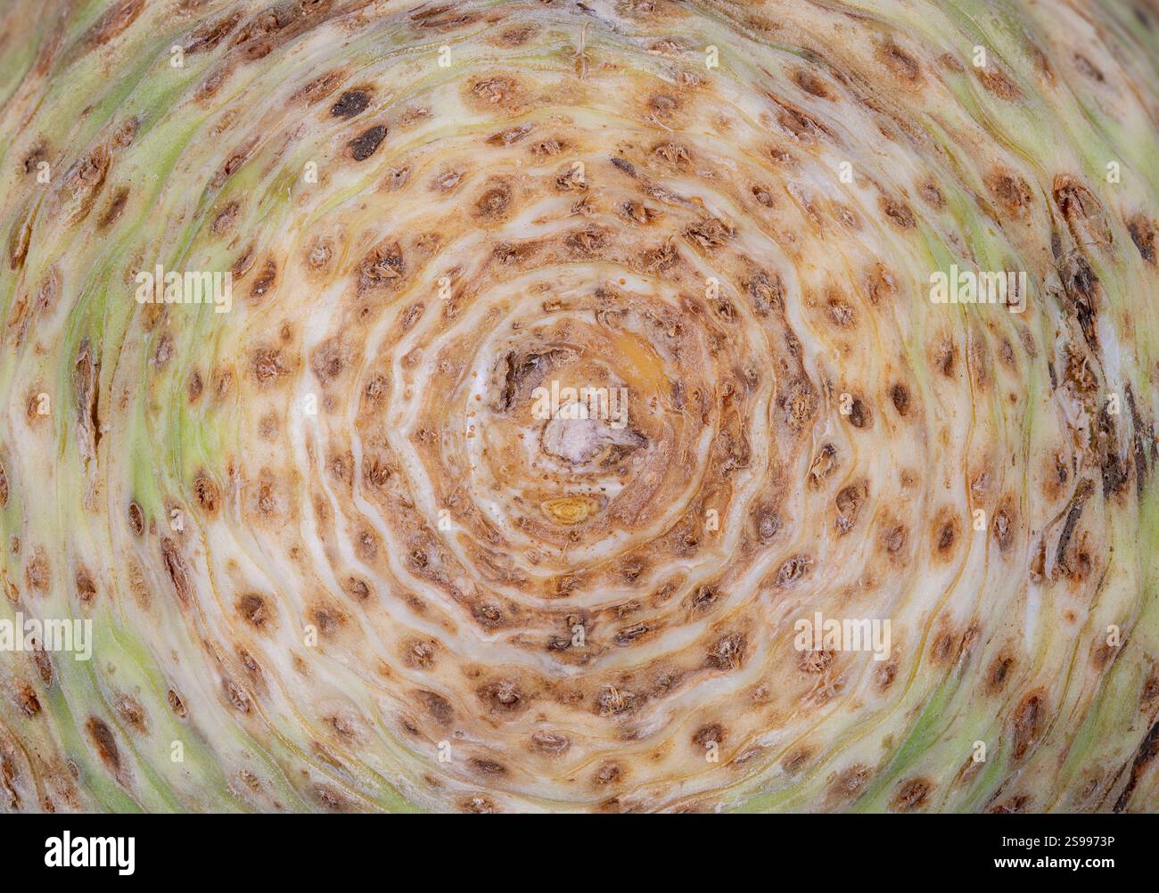 Abstract macro background of a celeriac Stock Photo