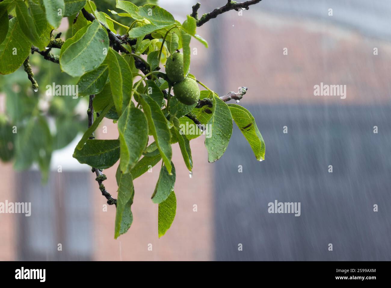 Heavy rain beats down on a walnut tree, with rain streaks visible in the background and copy space to the right. Bad weather in Europe concept. Stock Photo