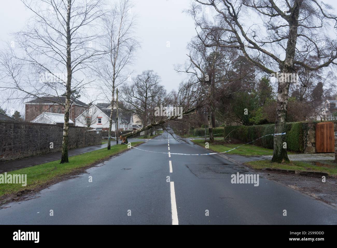 Helensburgh, Scotland, 24th Jan 2025. Fallen tree blocking West
