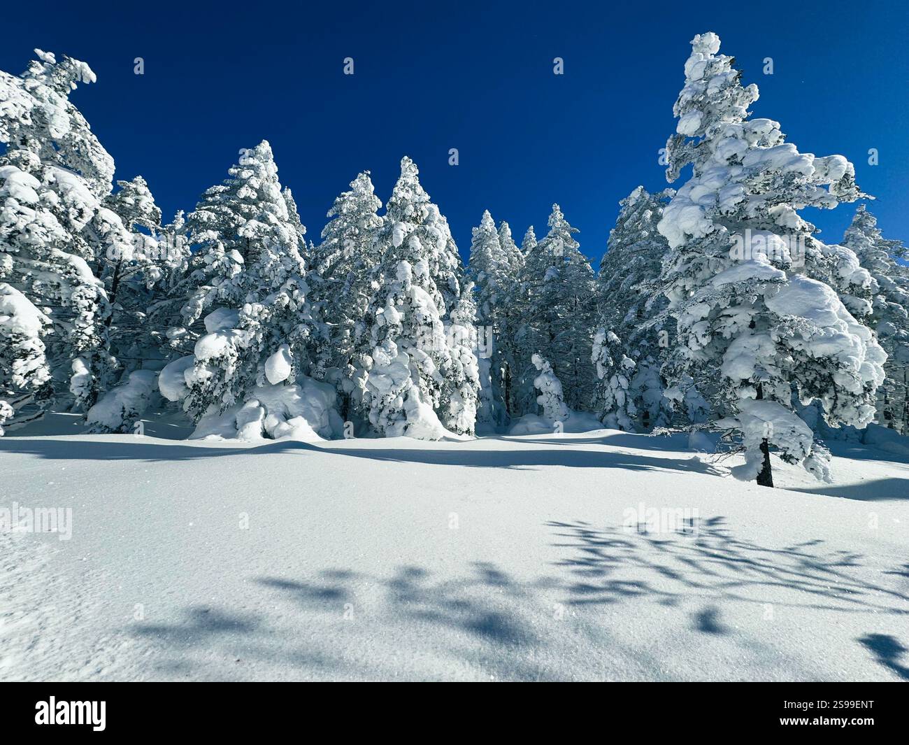 Winter landscape - frosty trees, fir trees in the winter forest in cold ...