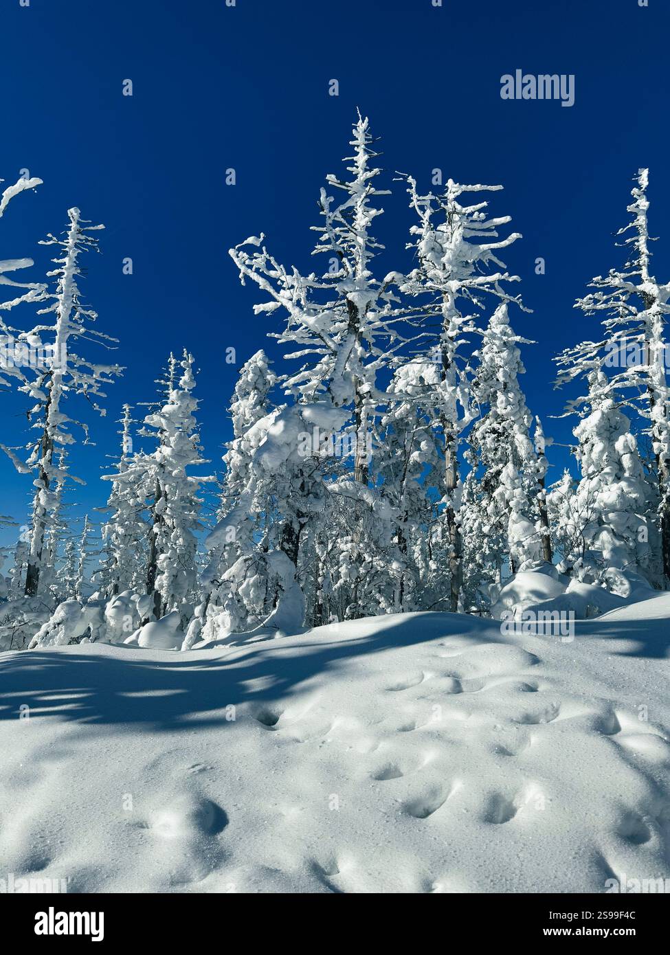 Winter landscape - frosty trees, fir trees in the winter forest in cold ...