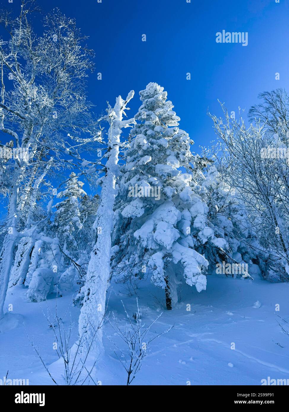 Winter landscape - frosty trees, fir trees in the winter forest in cold ...